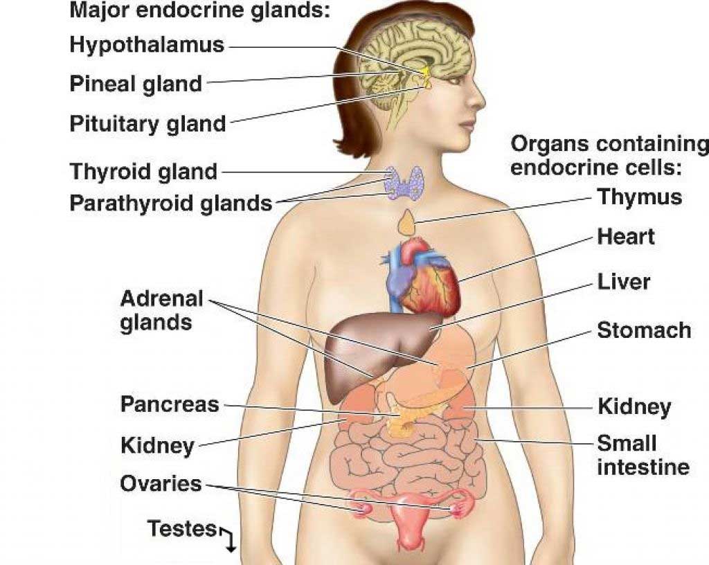 Endocrine-System02.jpg